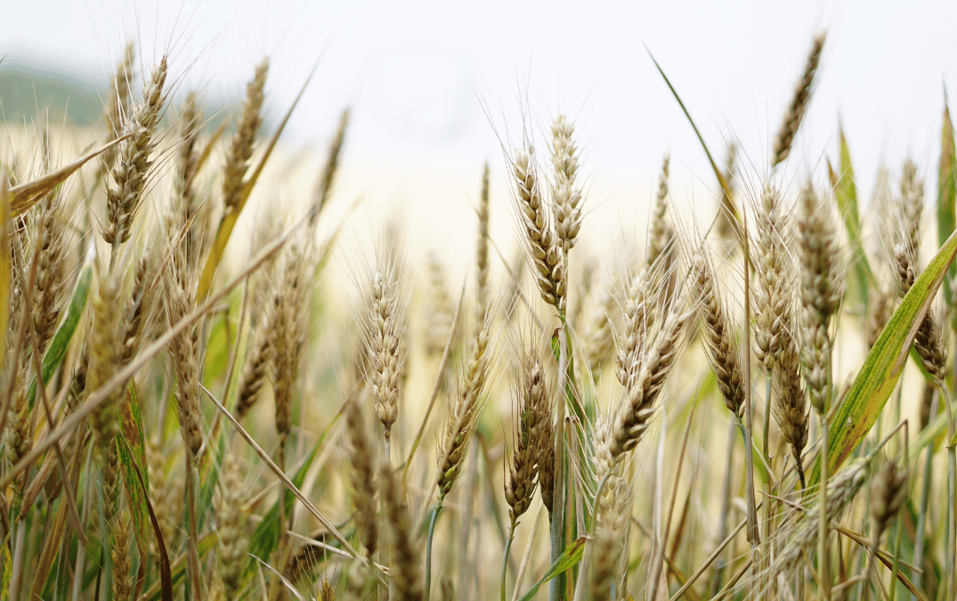 Agronegocios